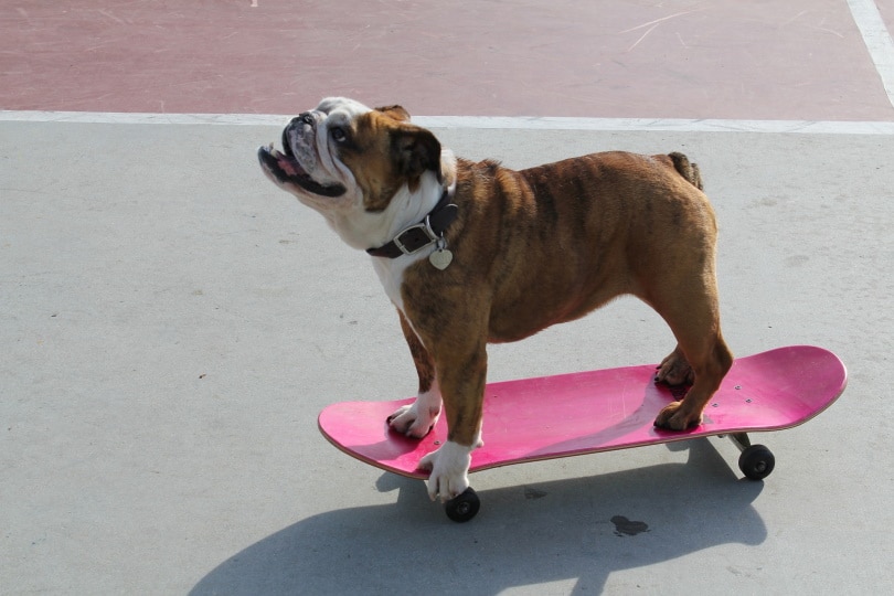 dog-riding-on-skateboard