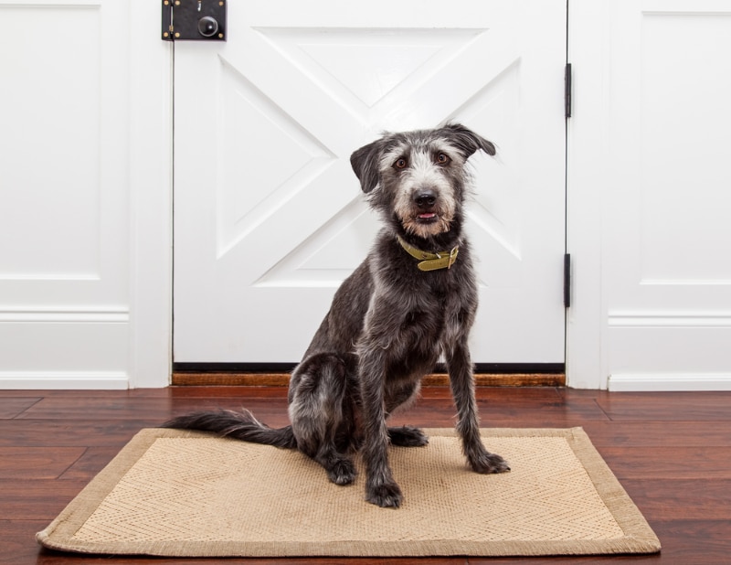 dog sitting in front of a door