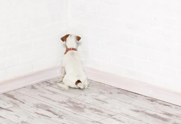 dog sitting in the corner facing the wall