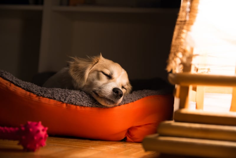 dog sleeping on its bed by the night light