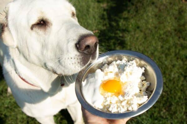 dog sniffs and prepares to eat homemade cottage cheese and an egg