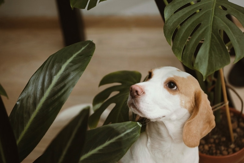 dog standing near plants