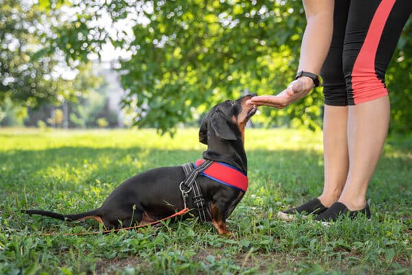 dog trainer doing hand signal to a dachshund dog
