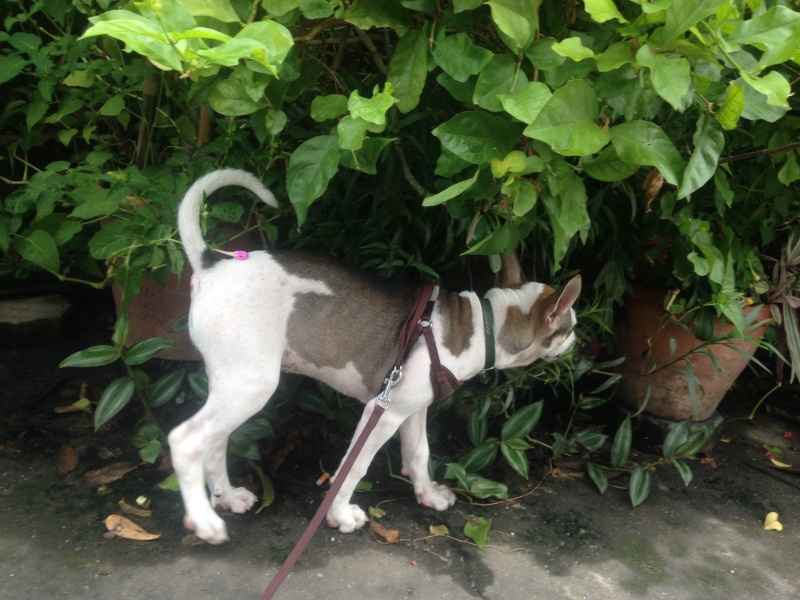 dog trancing near plants