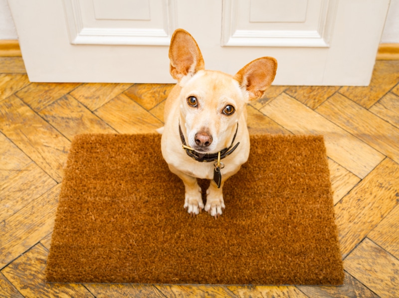 dog waiting for owner to play and go for a walk on door mat