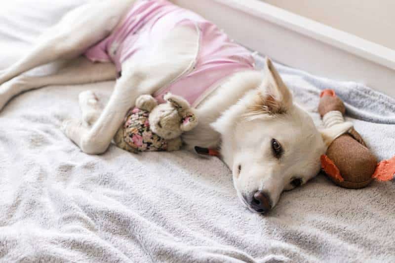 dog wearing a recovery suit after surgery