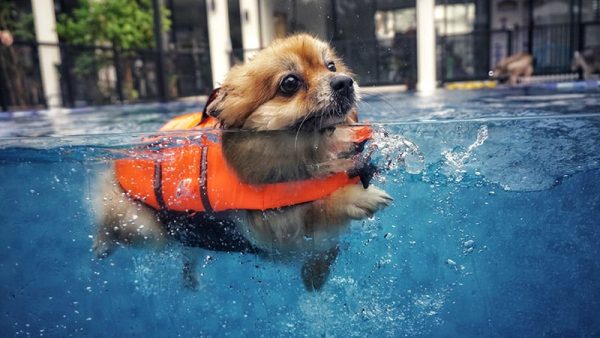 dog wearing life jacket swimming in the pool