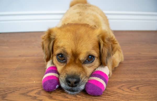 dog-wearing-socks