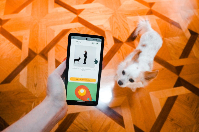 dogo app - sit and stay lesson