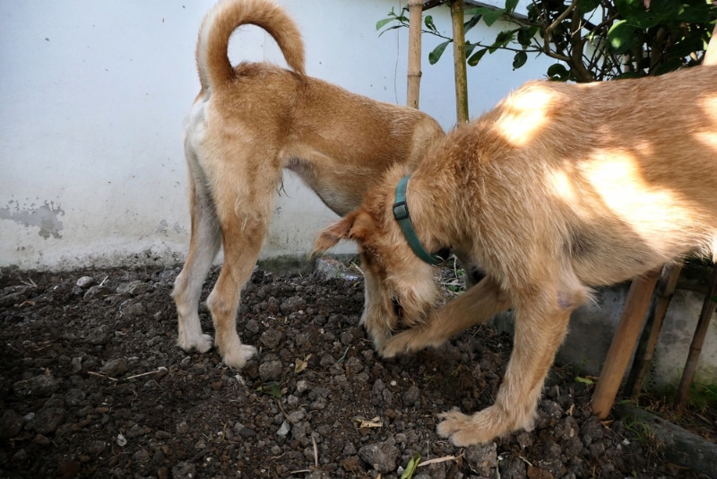 dogs sniffing the dirt and rocks outdoor