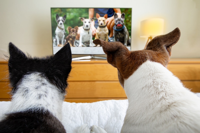 dogs wacthing streaming tv program