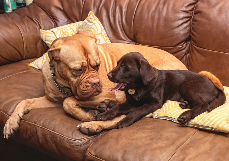 dogue-de-bordeaux-dog-and-labrador-puppy
