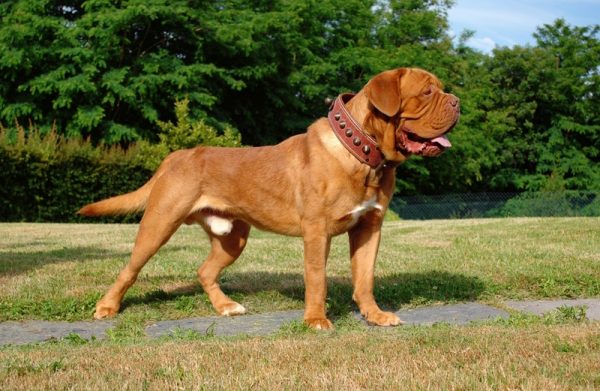dogue-de-bordeaux-dog-outdoor
