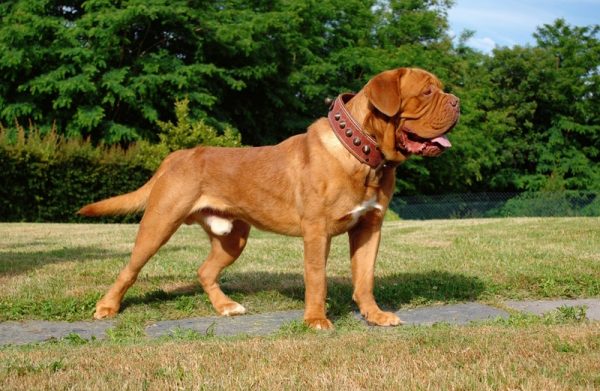 dogue-de-bordeaux-dog-outdoor