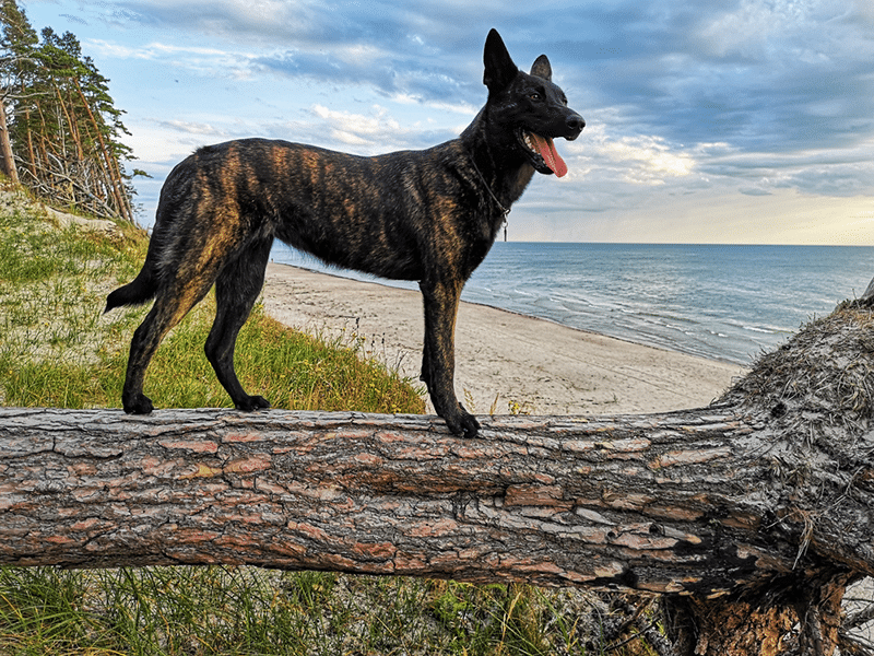 dutch shepherd dog on the beach