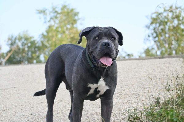 Neapolitan Mastiff