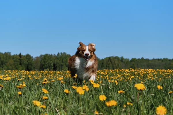 energetic australian shepherd dog running in a flower field