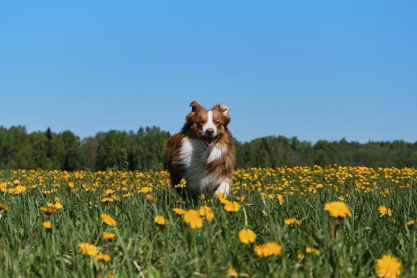 energetic australian shepherd dog running in a flower field