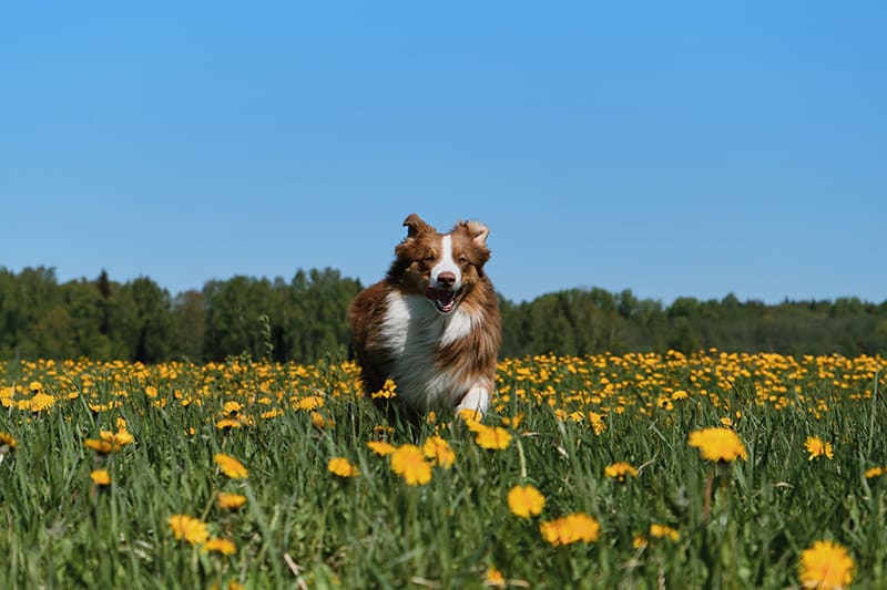 energetic australian shepherd dog running in a flower field