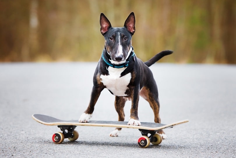english-bull-terrier-dog-on-a-skateboard-play