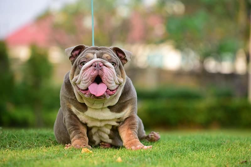 english bulldog at the park