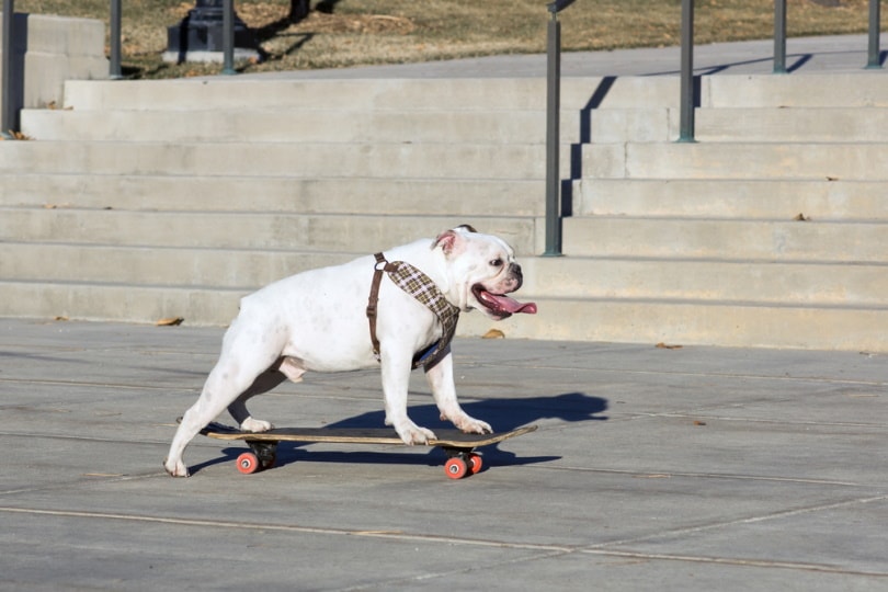english-bulldog-riding-on-skateboard