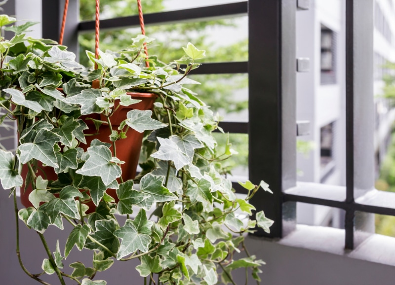 english ivy plant in pot on the balcony