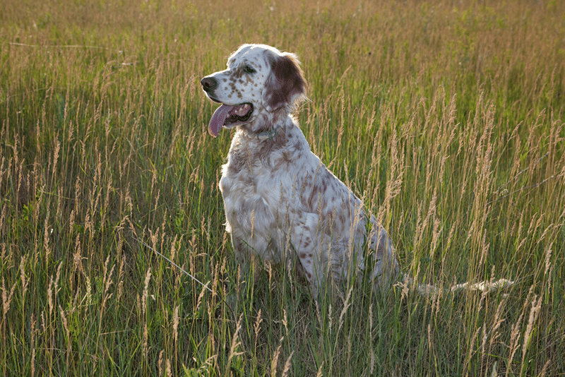 english setter sit in grass