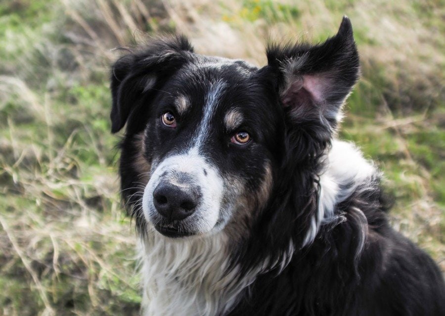 english shepherd