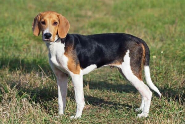 estonian hound dog standing on grass