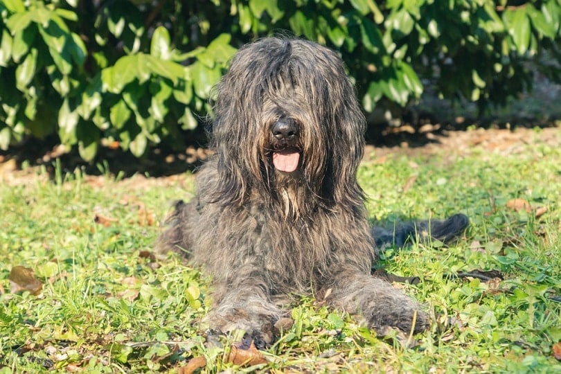female Bergamasco Shepherd dog