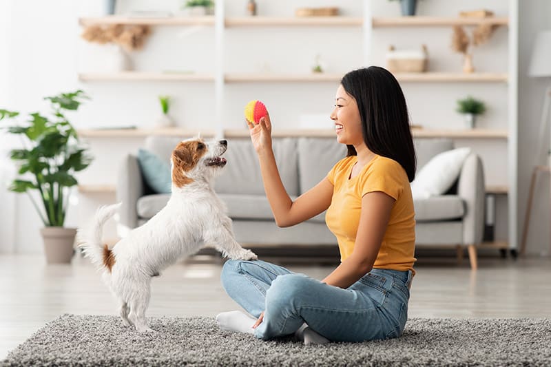 female training a jack russell terrier at home