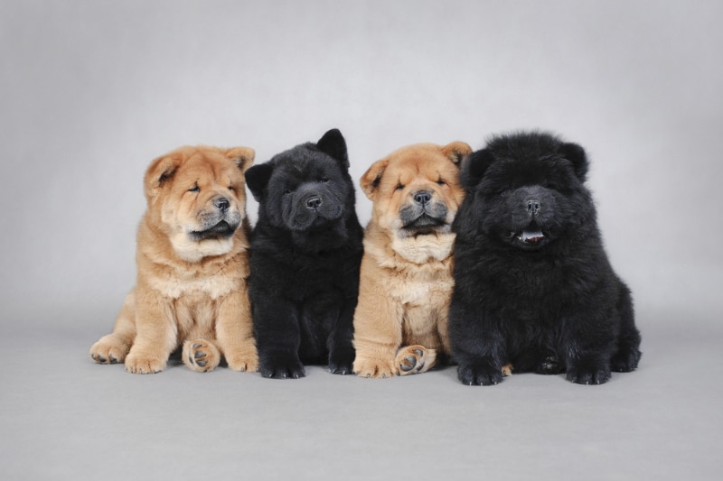 four chow chow puppies in the studio