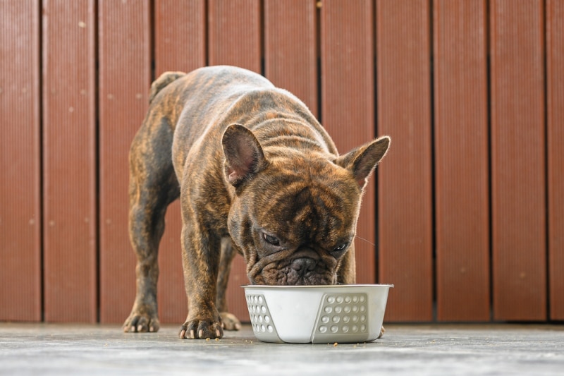 french bulldog eating or drinking from a bowl