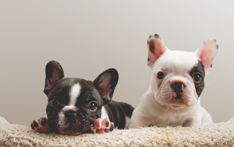 french bulldog puppies lying next to each other in a wool basket