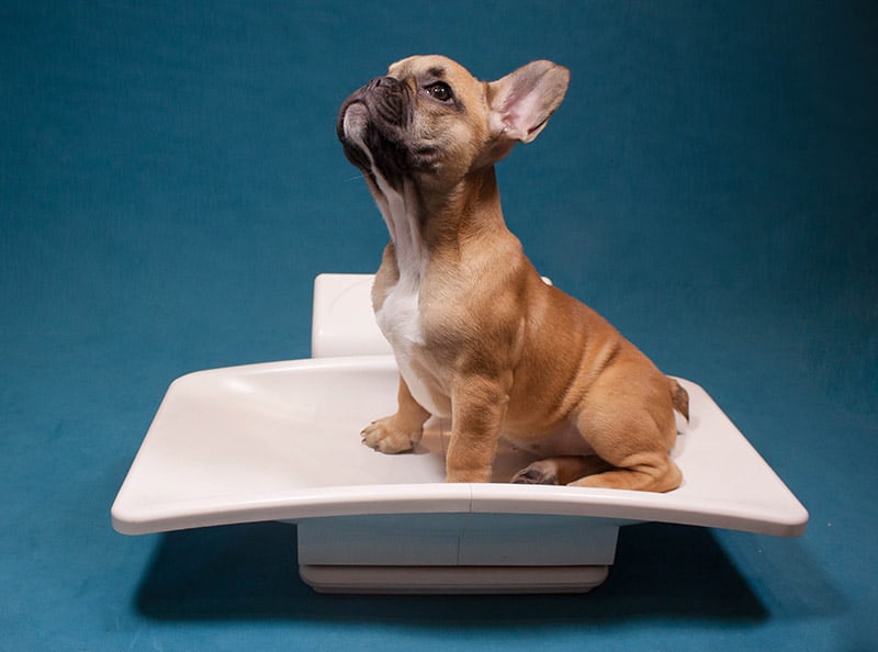 French bulldog puppy on weighing scale