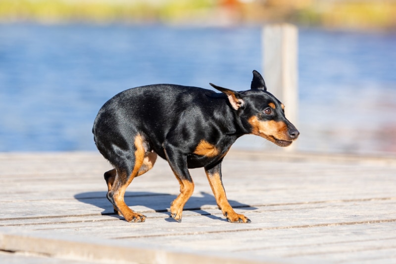 frightened black miniature pinscher dog walks on a wooden deck