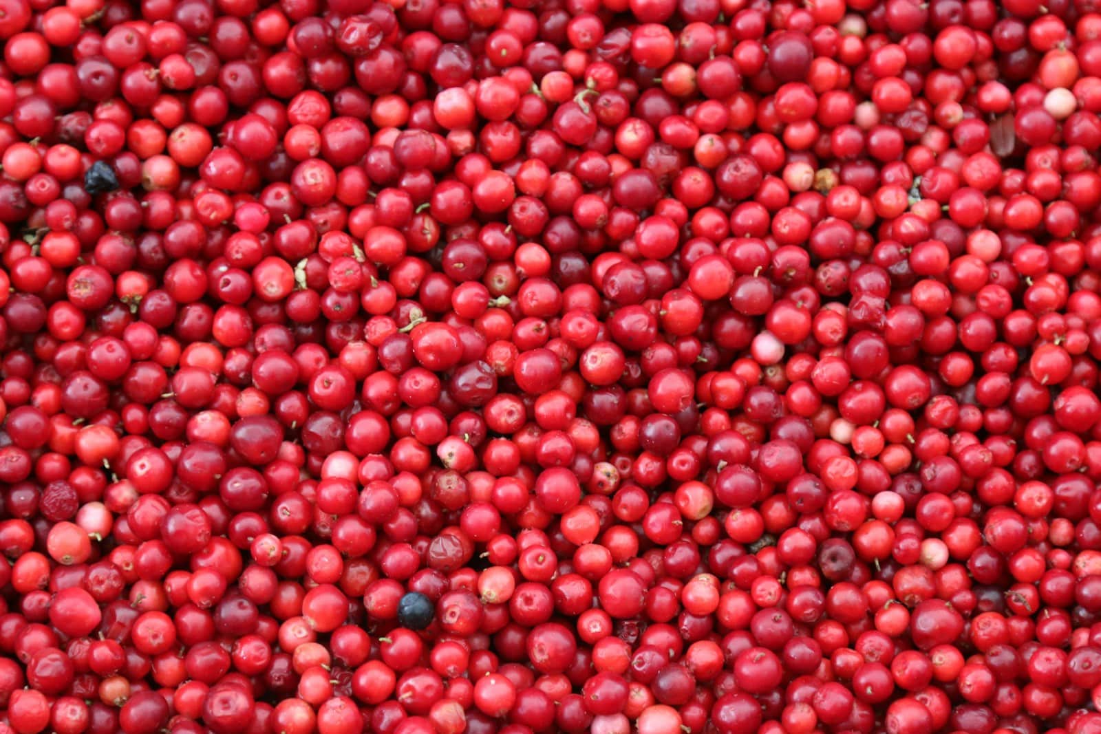 Cranberry