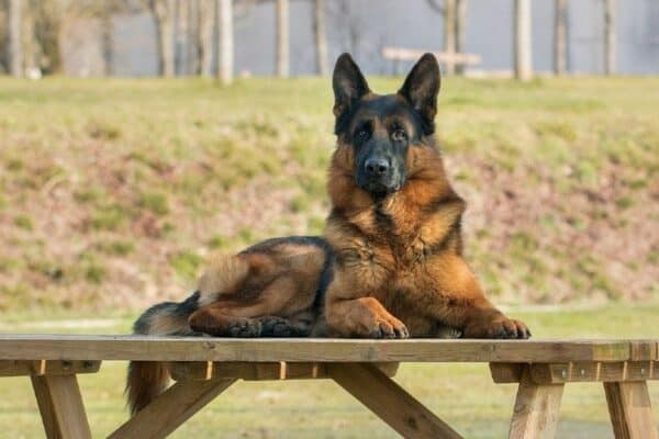 german shepherd dog lying on wooden table outdoors