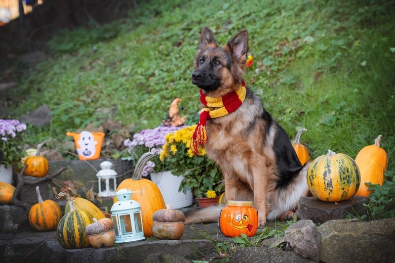 german-shepherd-with-harry-potter-scarf