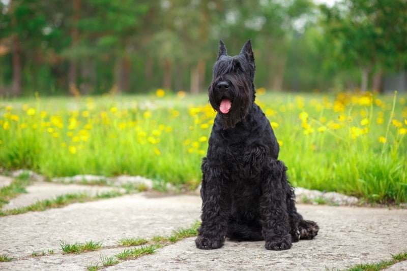 giant schnauzer dog sitting outdoor