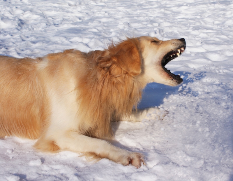 golden retriever dog barking in the snow