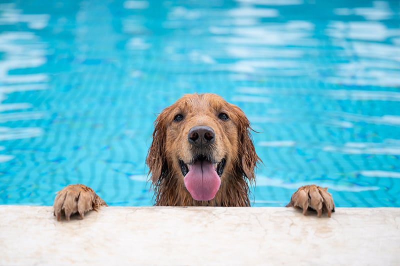 Golden retriever dog climbing up on the edge of the pool