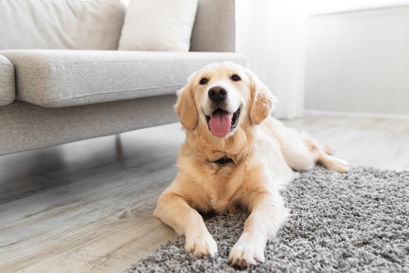 golden retriever dog lying in the living room