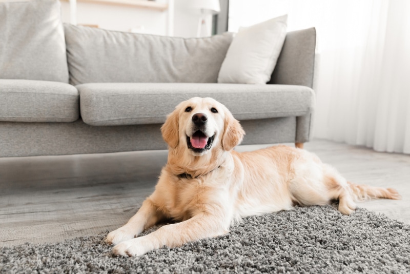 golden retriever dog lying on the carpet in the living room