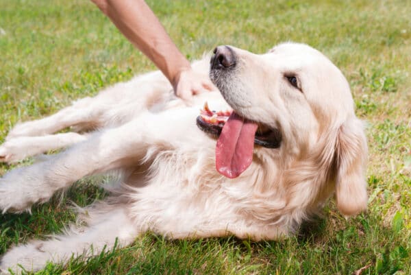 golden retriever dog lying on the grass and looking at its owner stroking its side