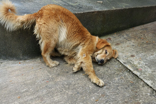 golden retriever dog rubbing its itchy face on the floor