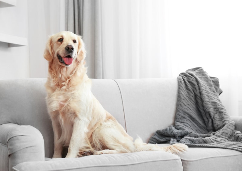 golden retriever dog sitting on sofa at home