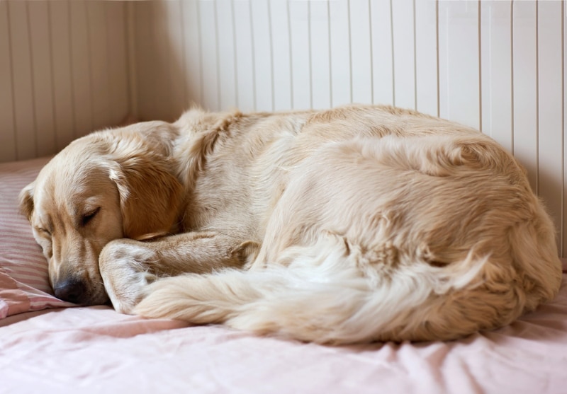 golden retriever dog sleeping on bed