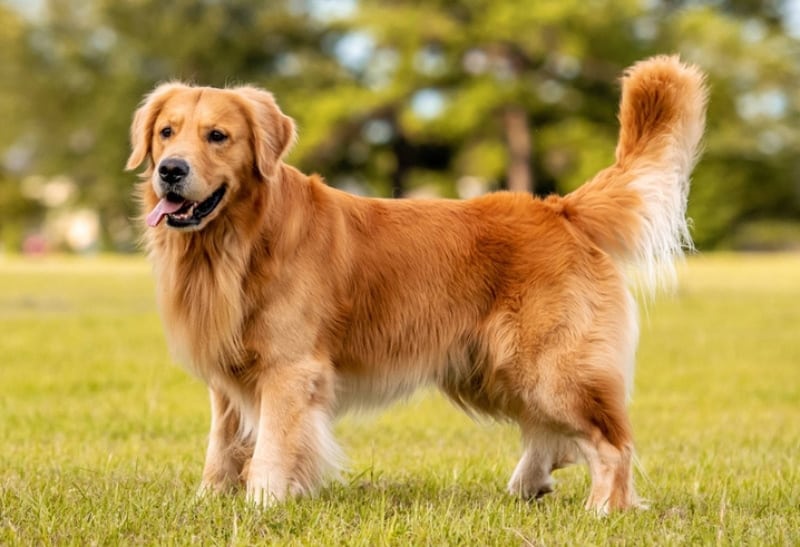 golden retriever dog standing on grass